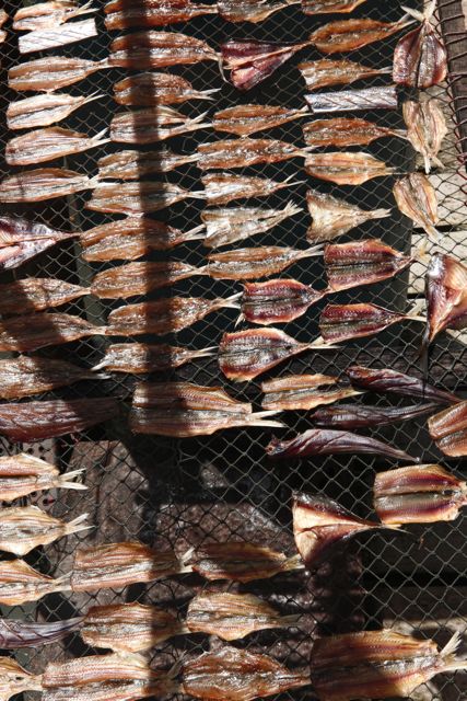Fish Drying Out.jpg