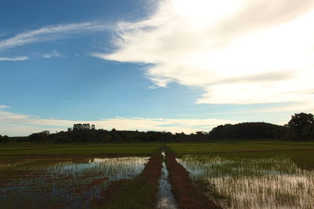 Rice Fields.jpg