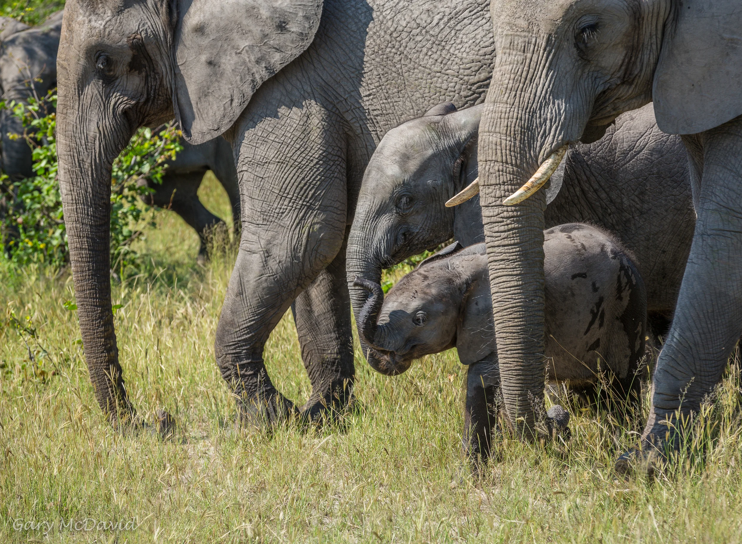 Elephants Walking