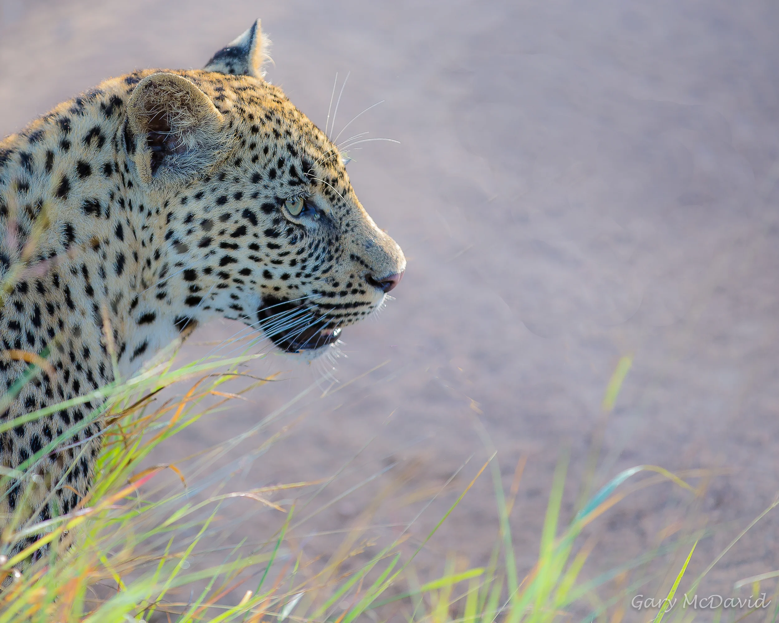 Young Leopardess