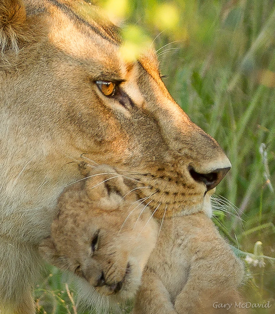 Mother and Cub