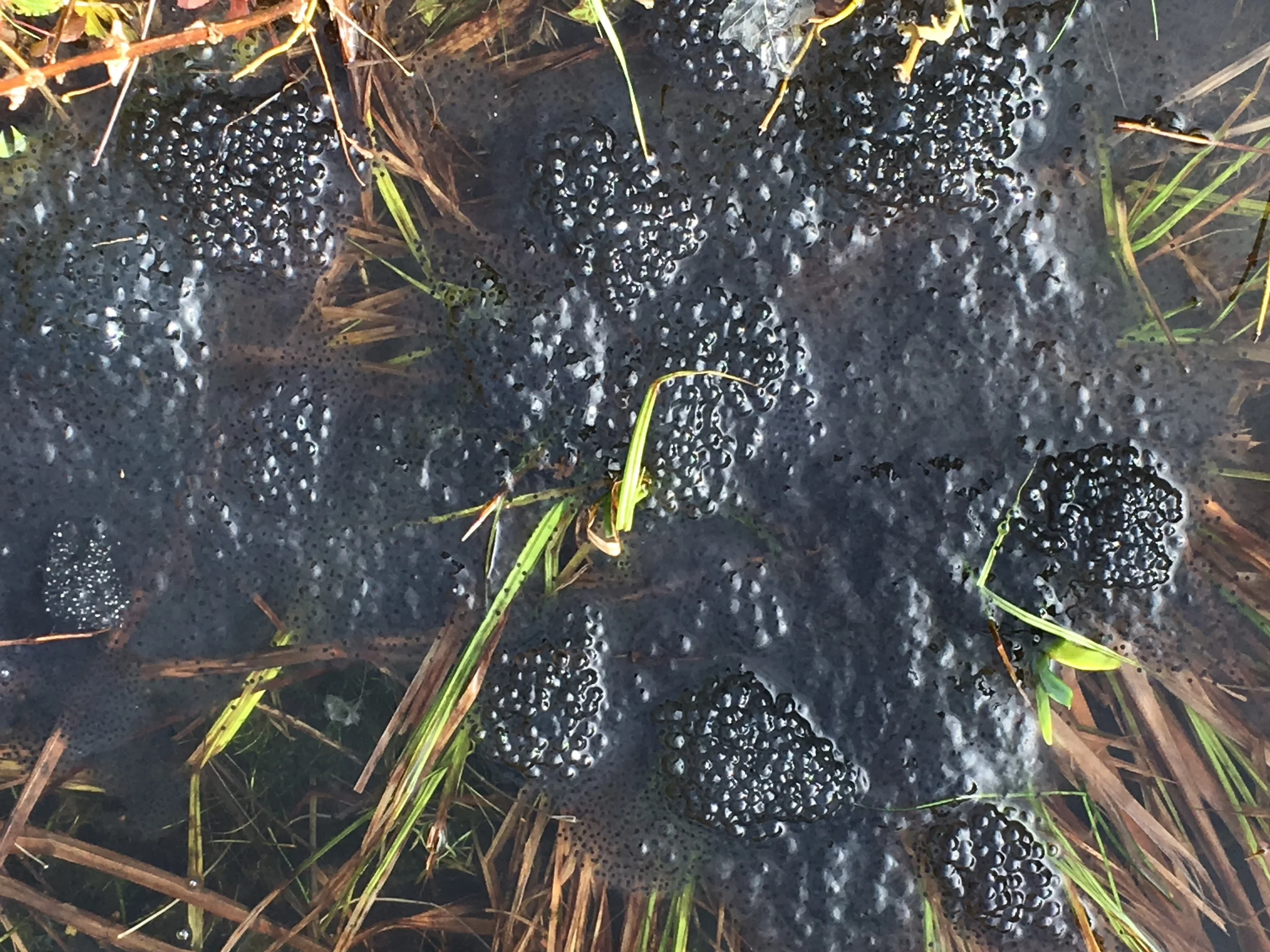 Beautiful frog spawn