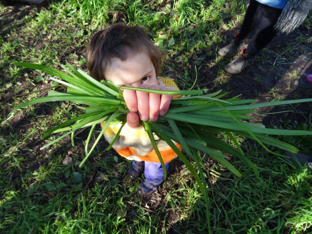 Wild garlic harvesting by Hetty
