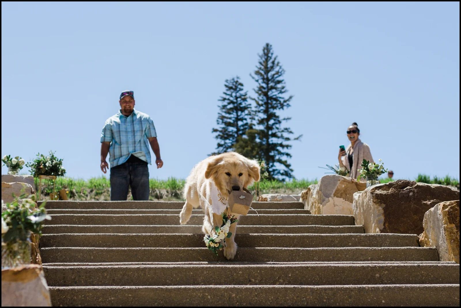 Dog at the wedding ceremony