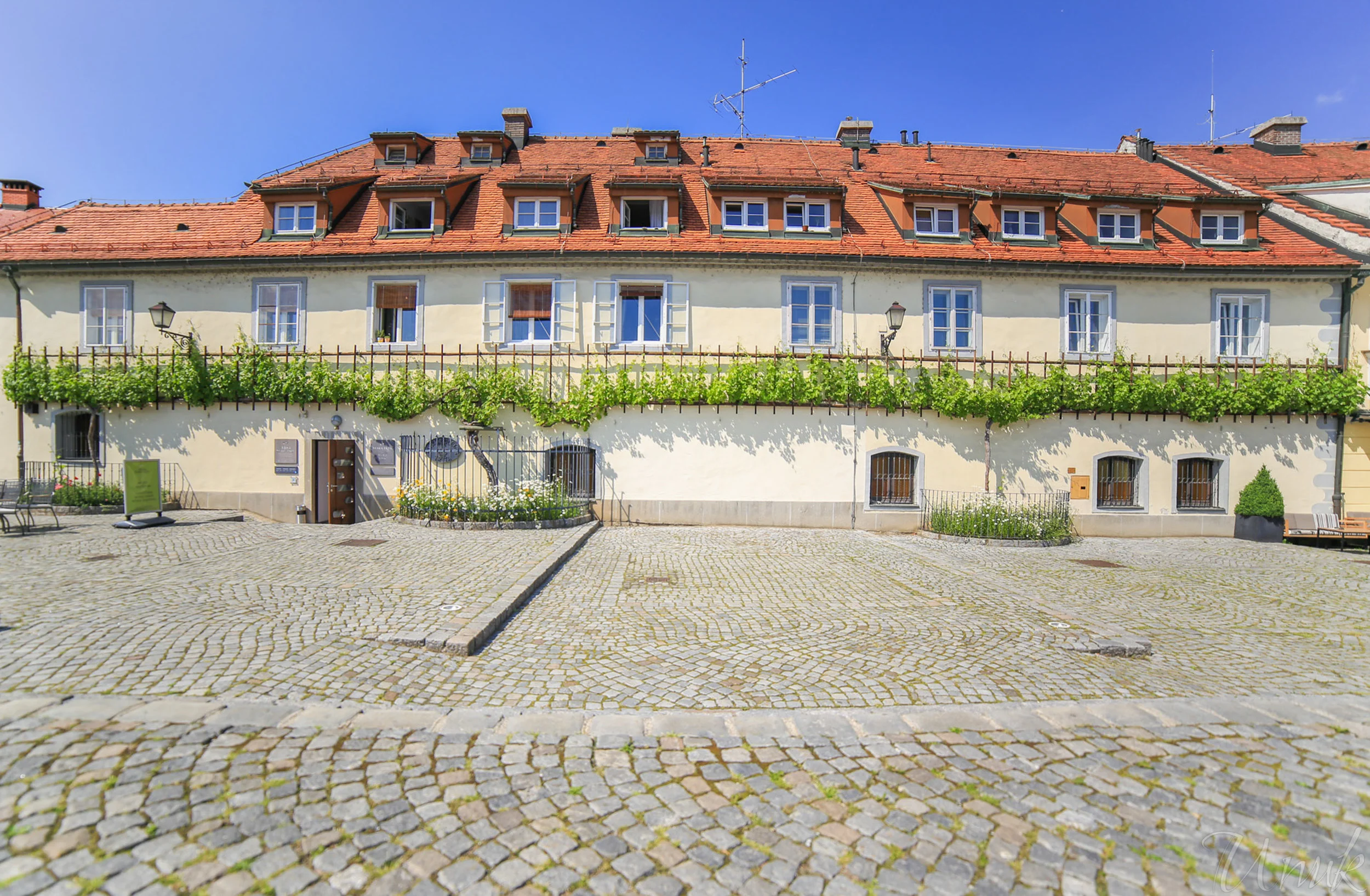 Foto: Igor Unuk - The oldest Vine in the World