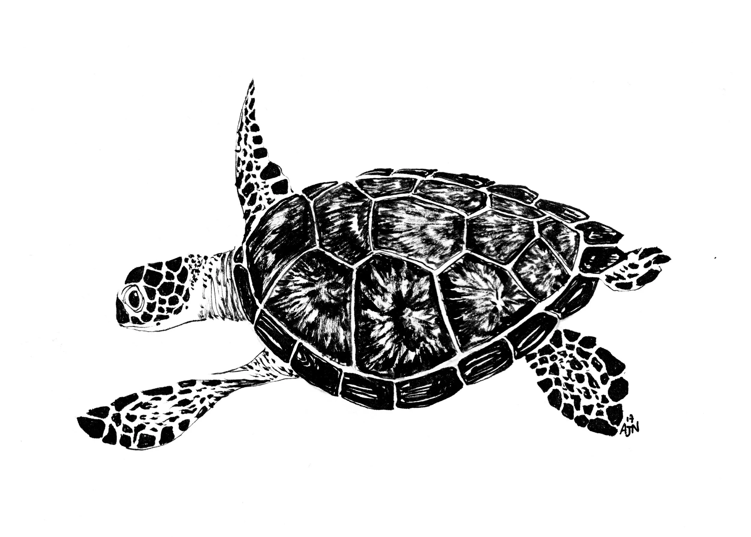 turtle-5x7-edit.jpg