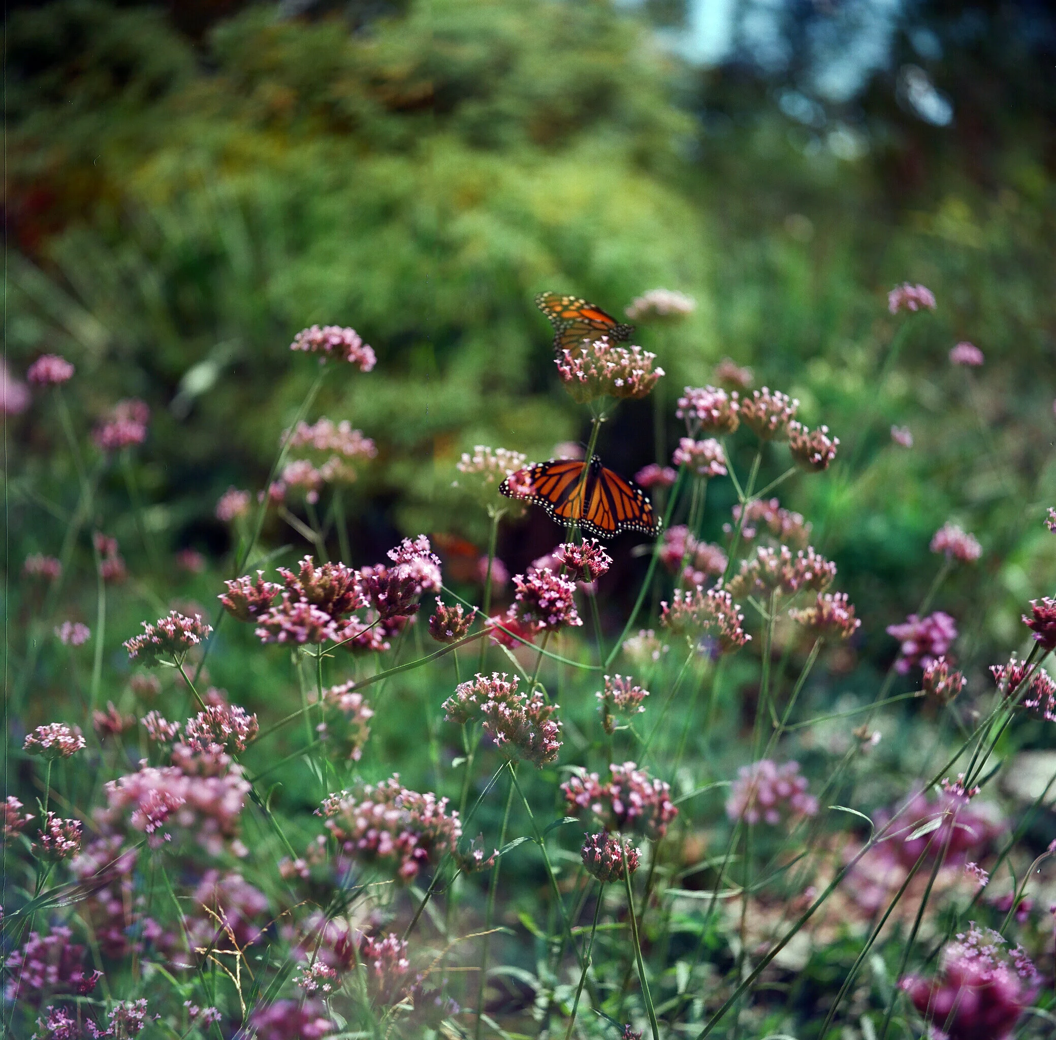  New York City. Shot on Ektar 100 with a Yashica-D TLR. 2019. 