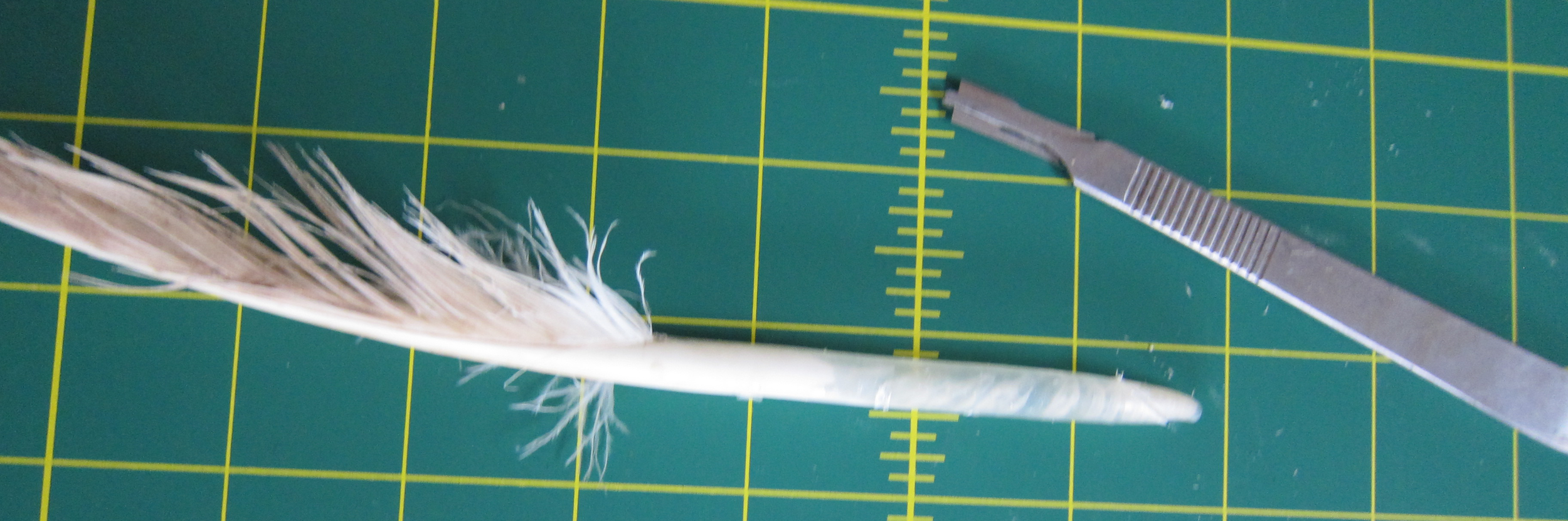 On the left, the winner of our bout, the quill. On the right, the defeated scalpel, sans head.