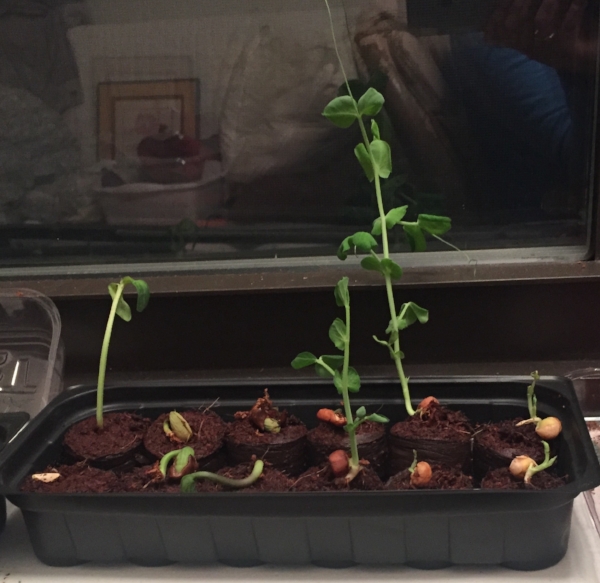 Close up on the pea seedlings. I have a feeling that these will do just fine, and that they'll be accompanied by some wonderful friends. There's also a cucumber seedling.
