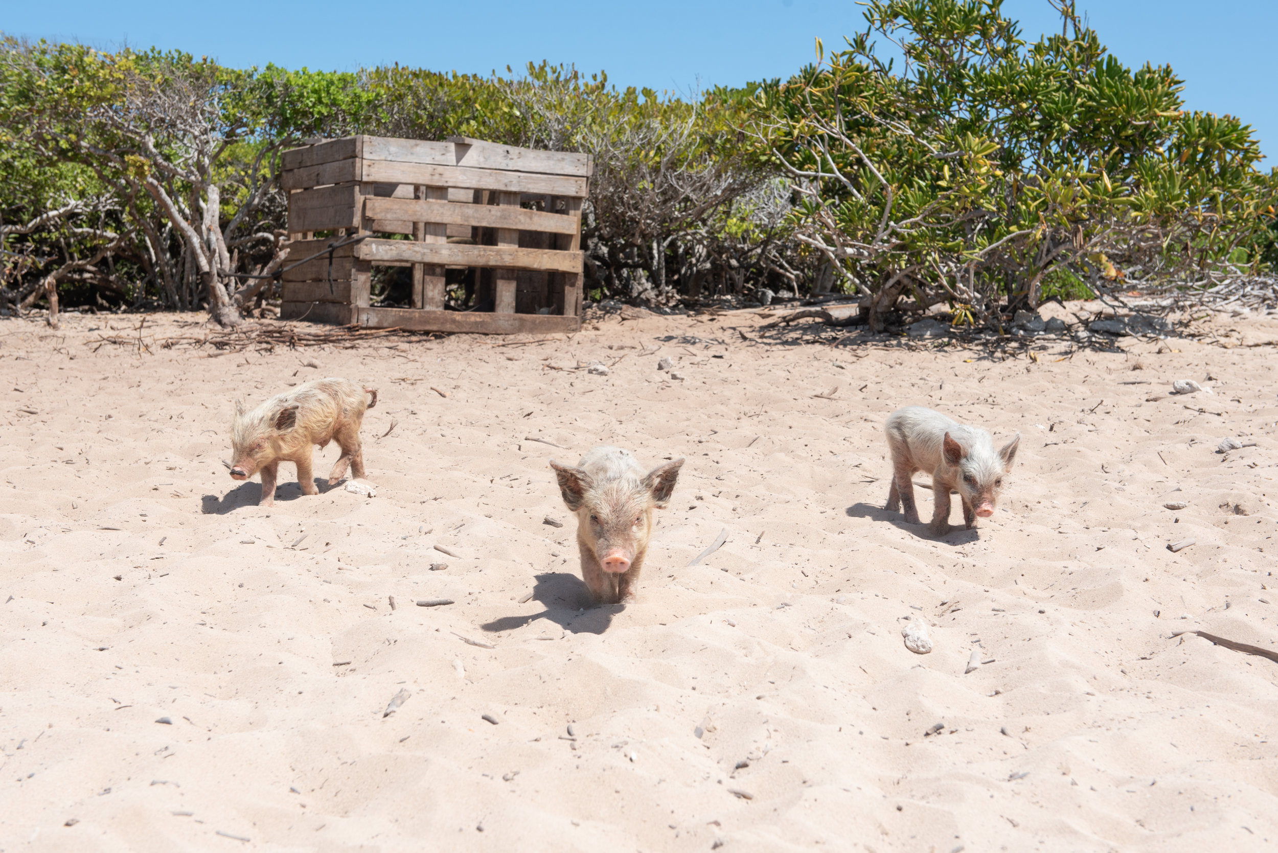 The little piglets melted my heart! How adorable are they?! I want one!!!!