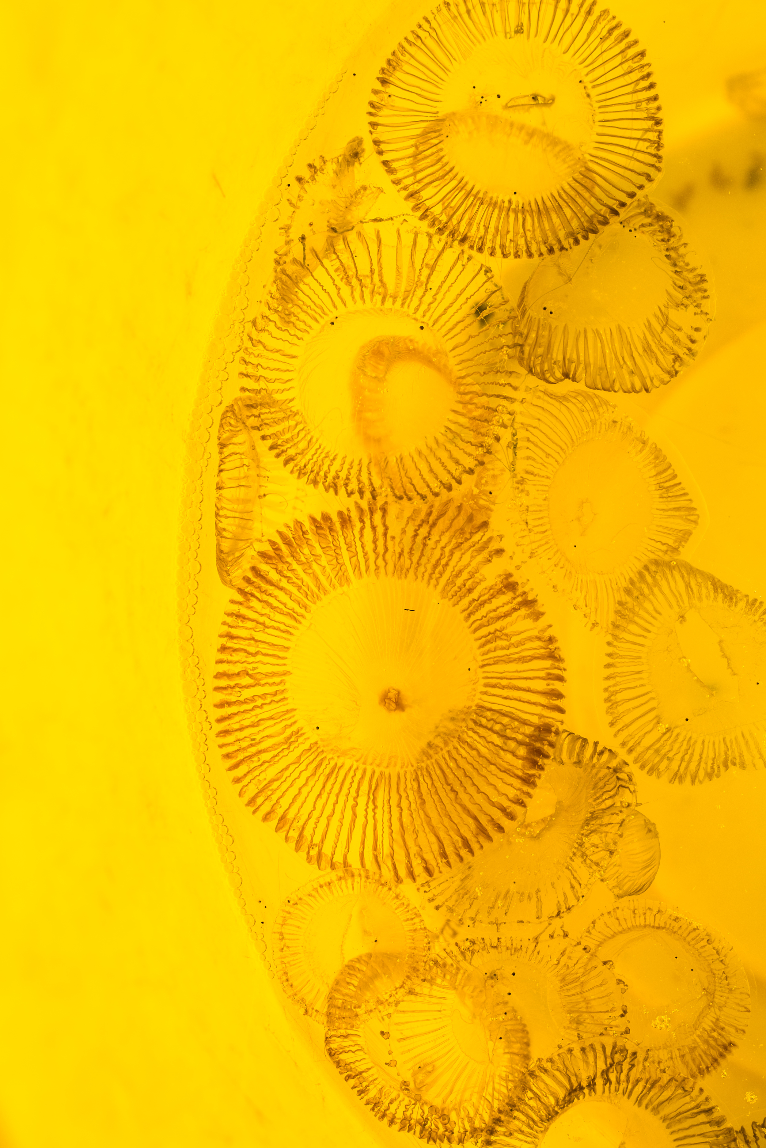 GENIE GLIDER 0024.JPG