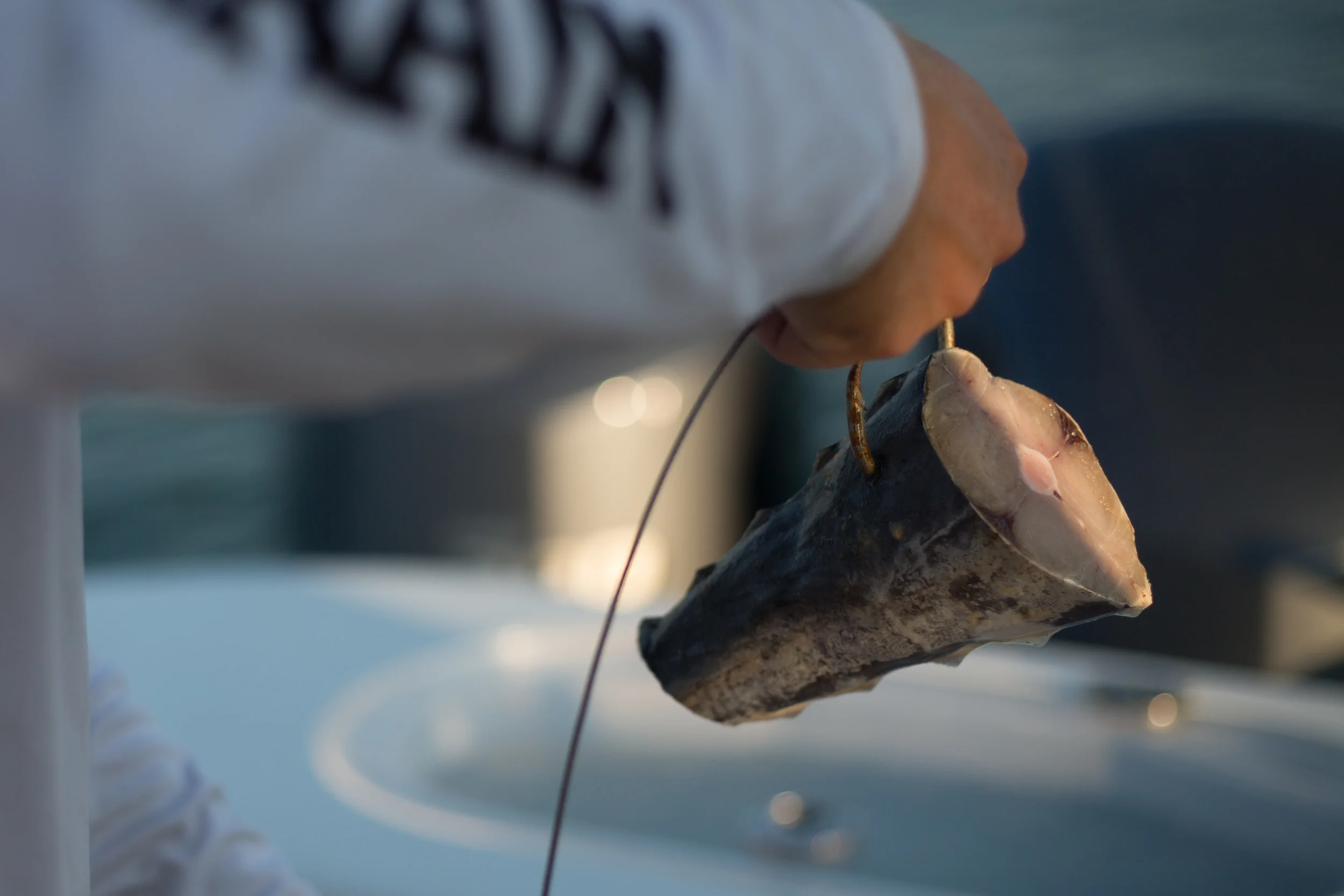  Frozen fish was used to attract the sharks; the set ups were checked in rotation throughout the night. 