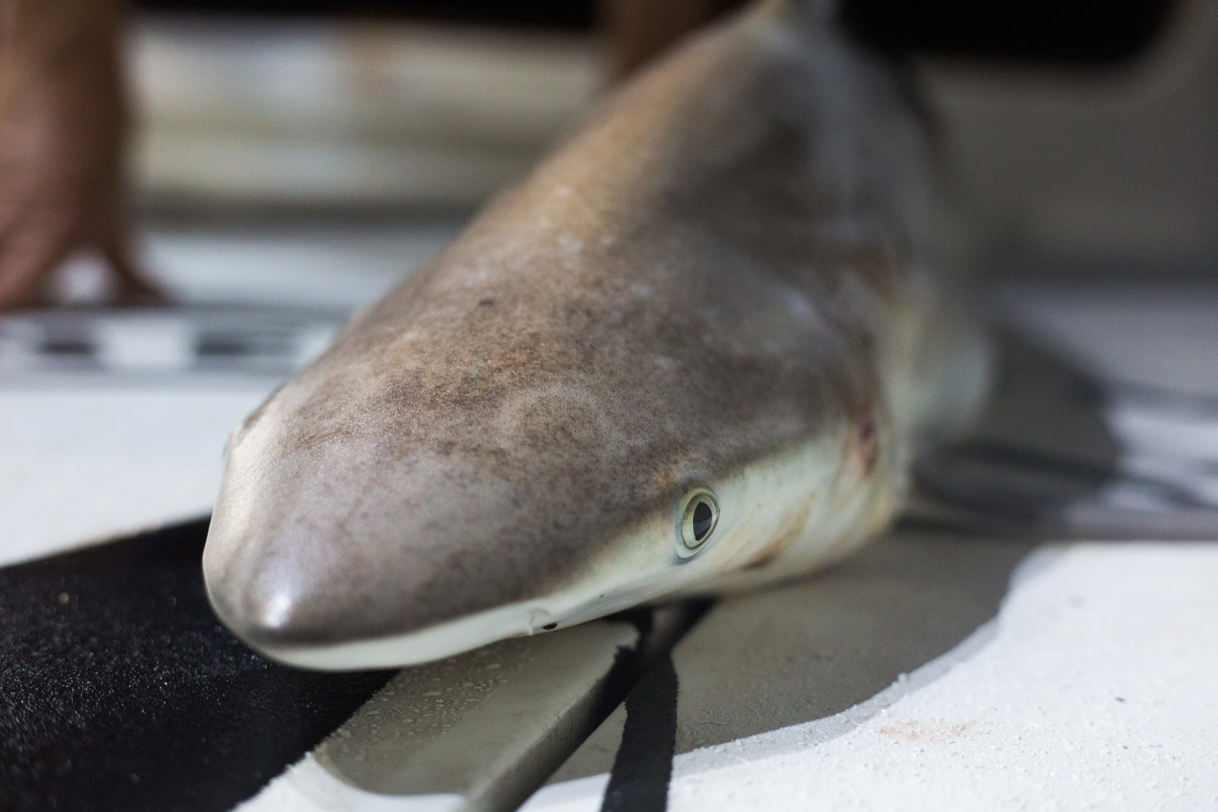 SHARK TAGGING 0015.JPG