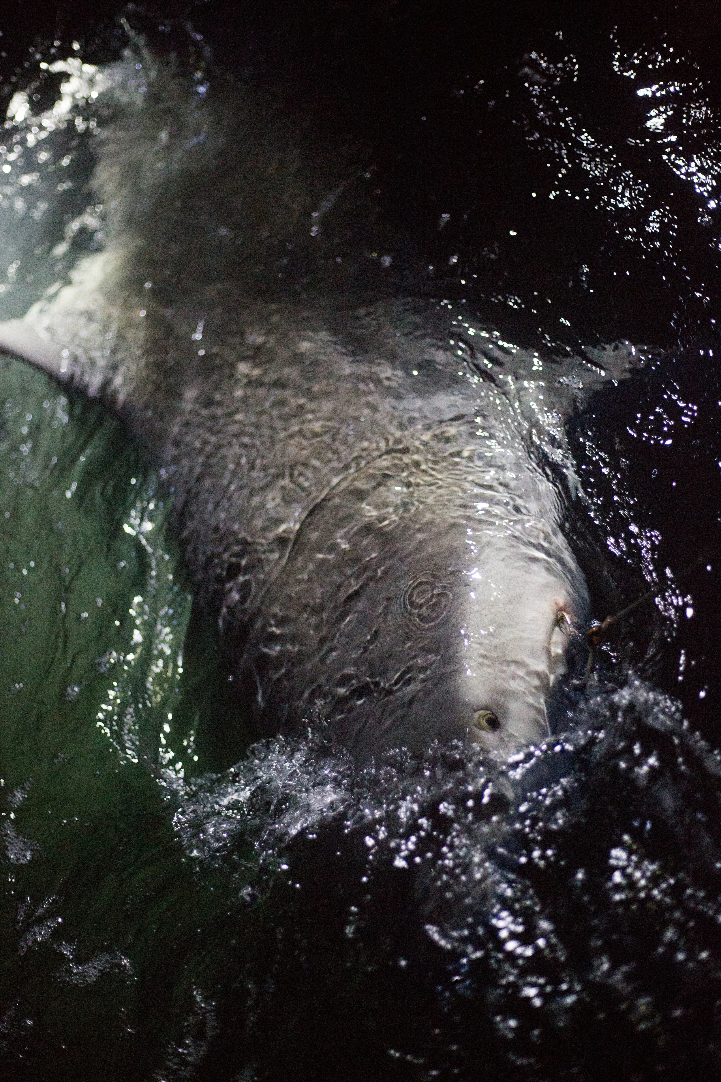  This shark and others in the study helped researchers figure out how sharks and dolphins are interacting in the bay. 