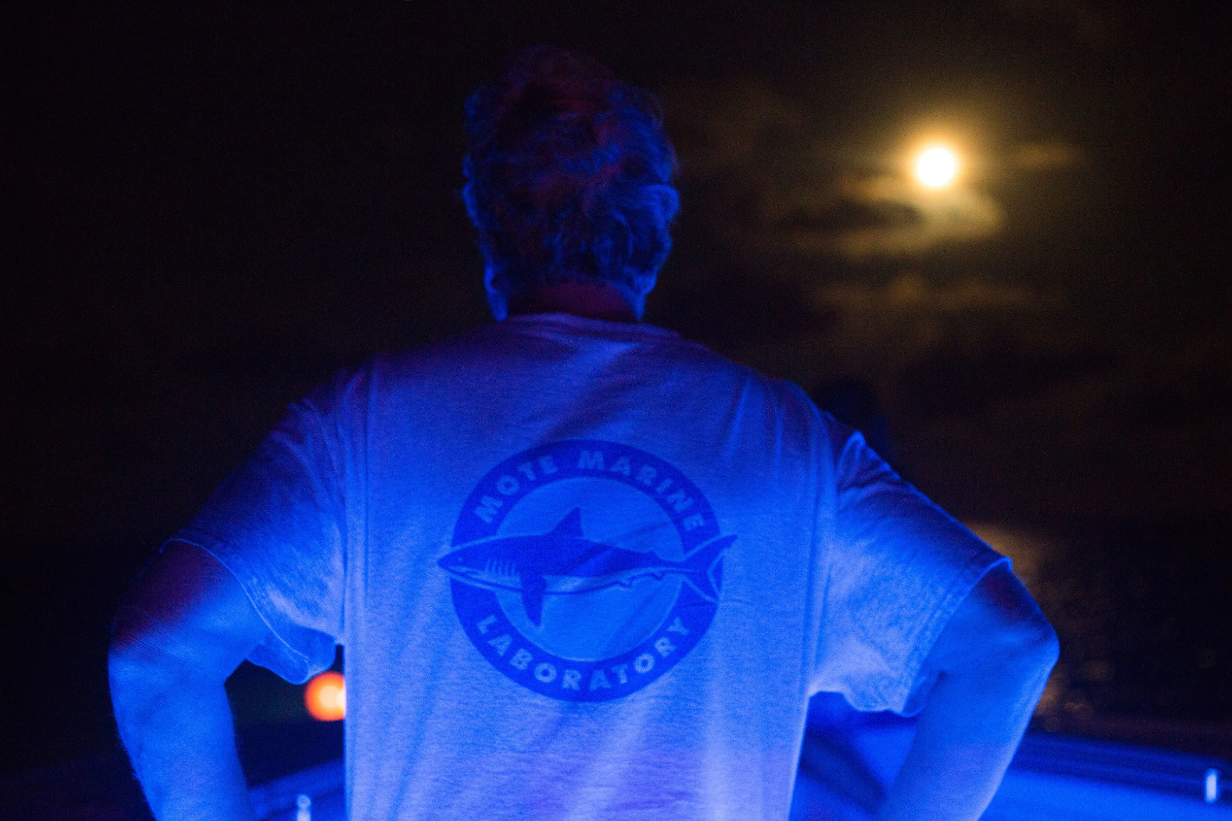 SHARK TAGGING 0028.JPG