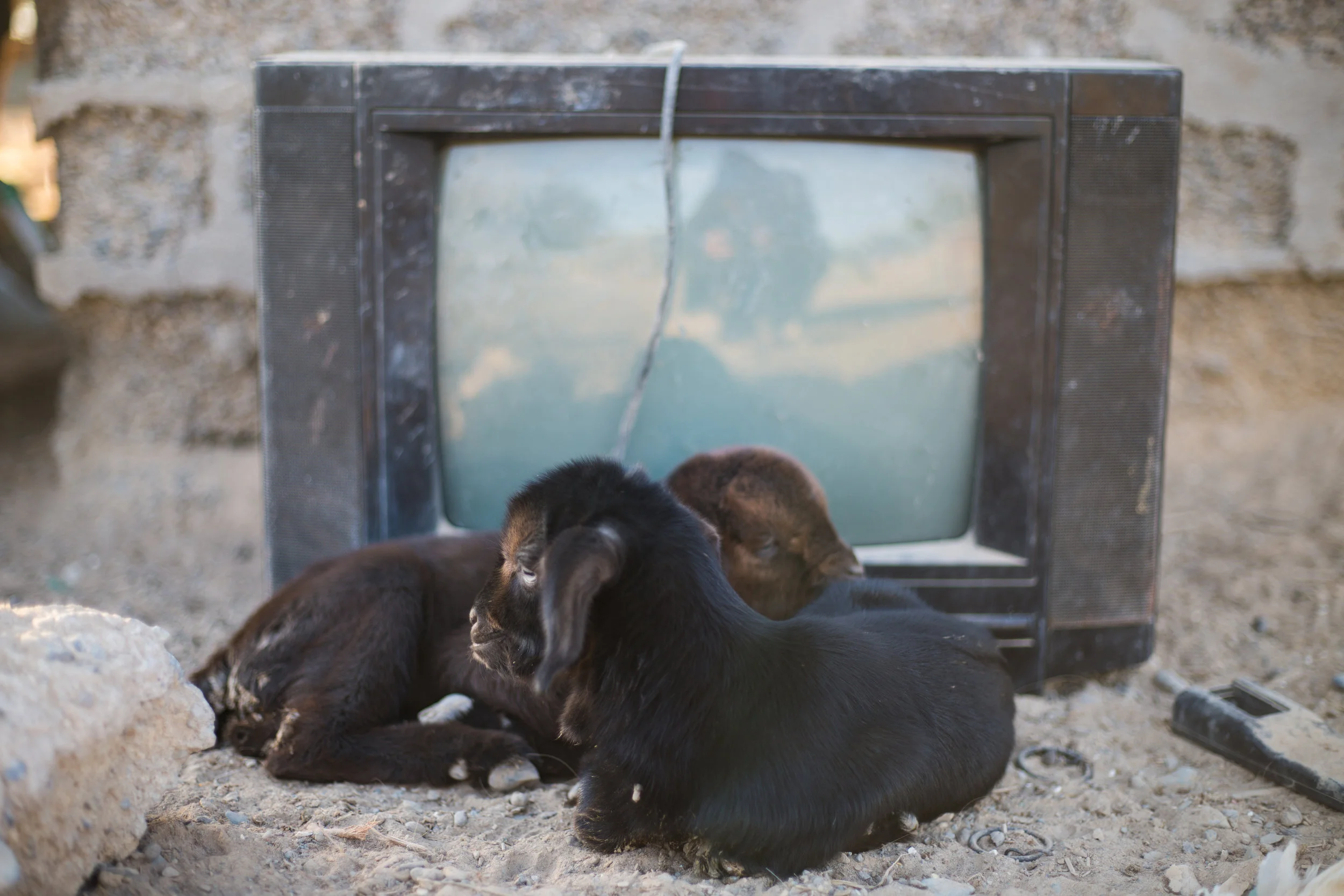  Baby goats on Uncle Abdullah's farm in the town of Burka.&nbsp; 
