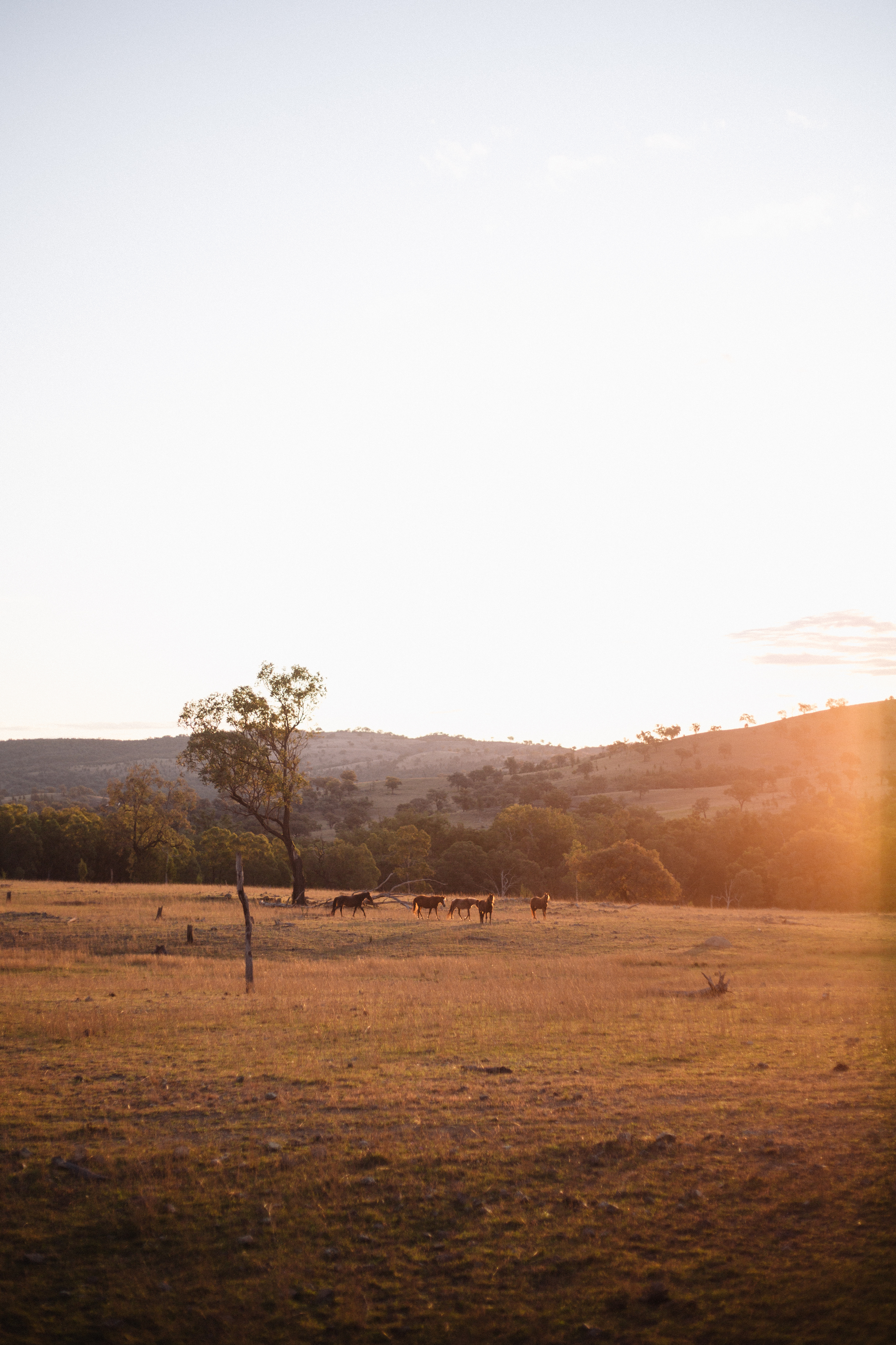 Location: Dumaresq Valley, NSW