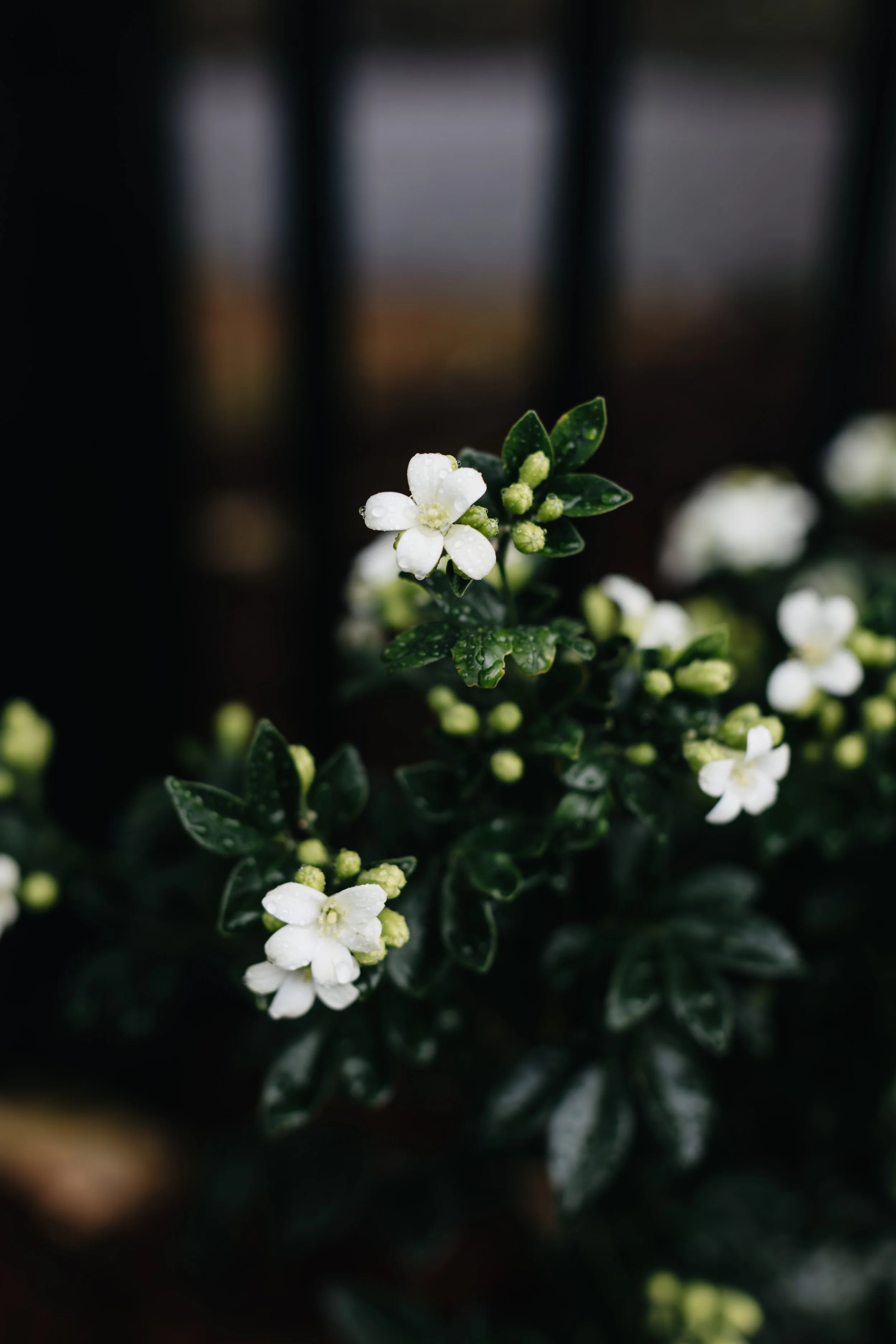 kissingptrd - agrose-143.jpg