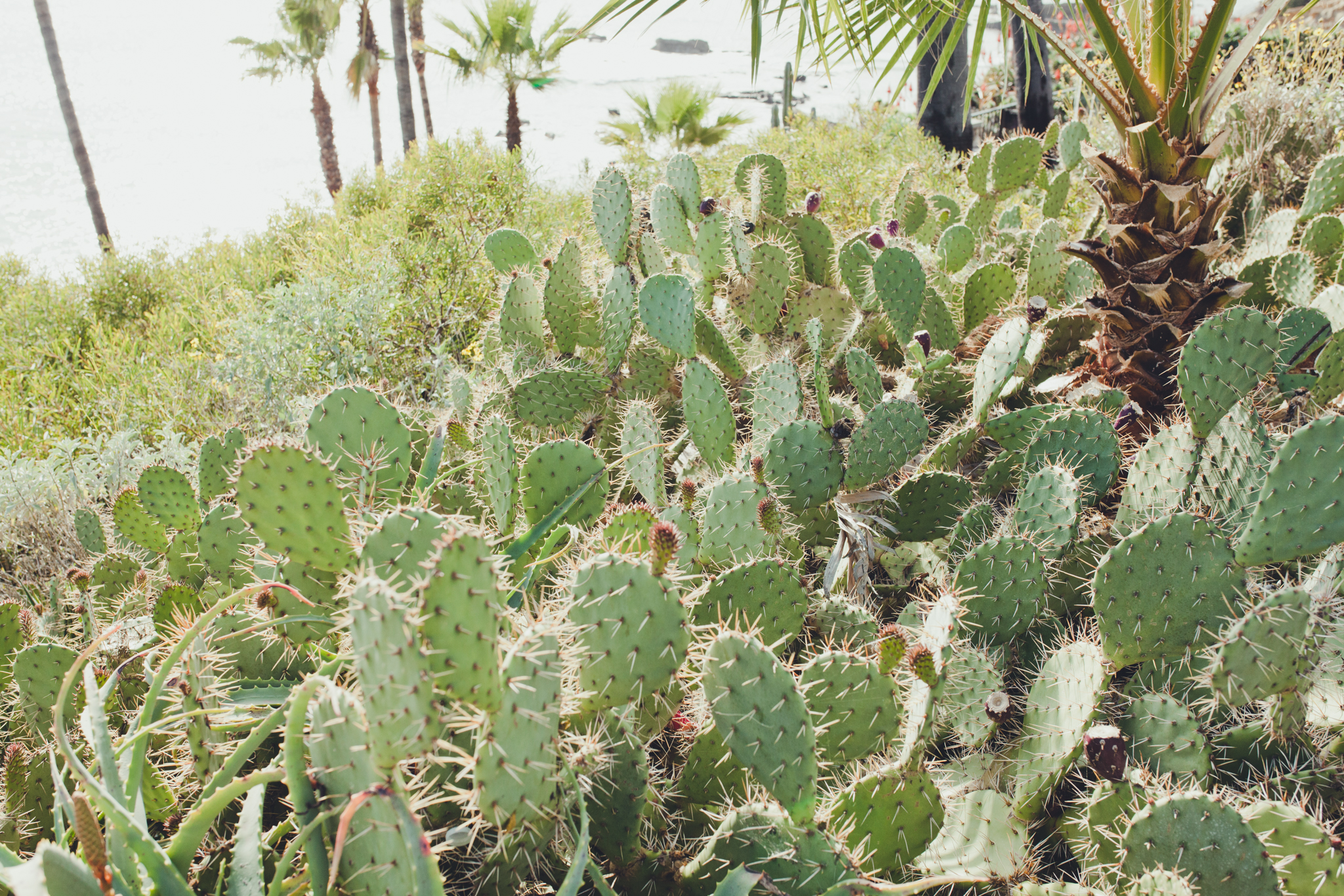 Always in awe from the beautiful cactus and plants around Cali.