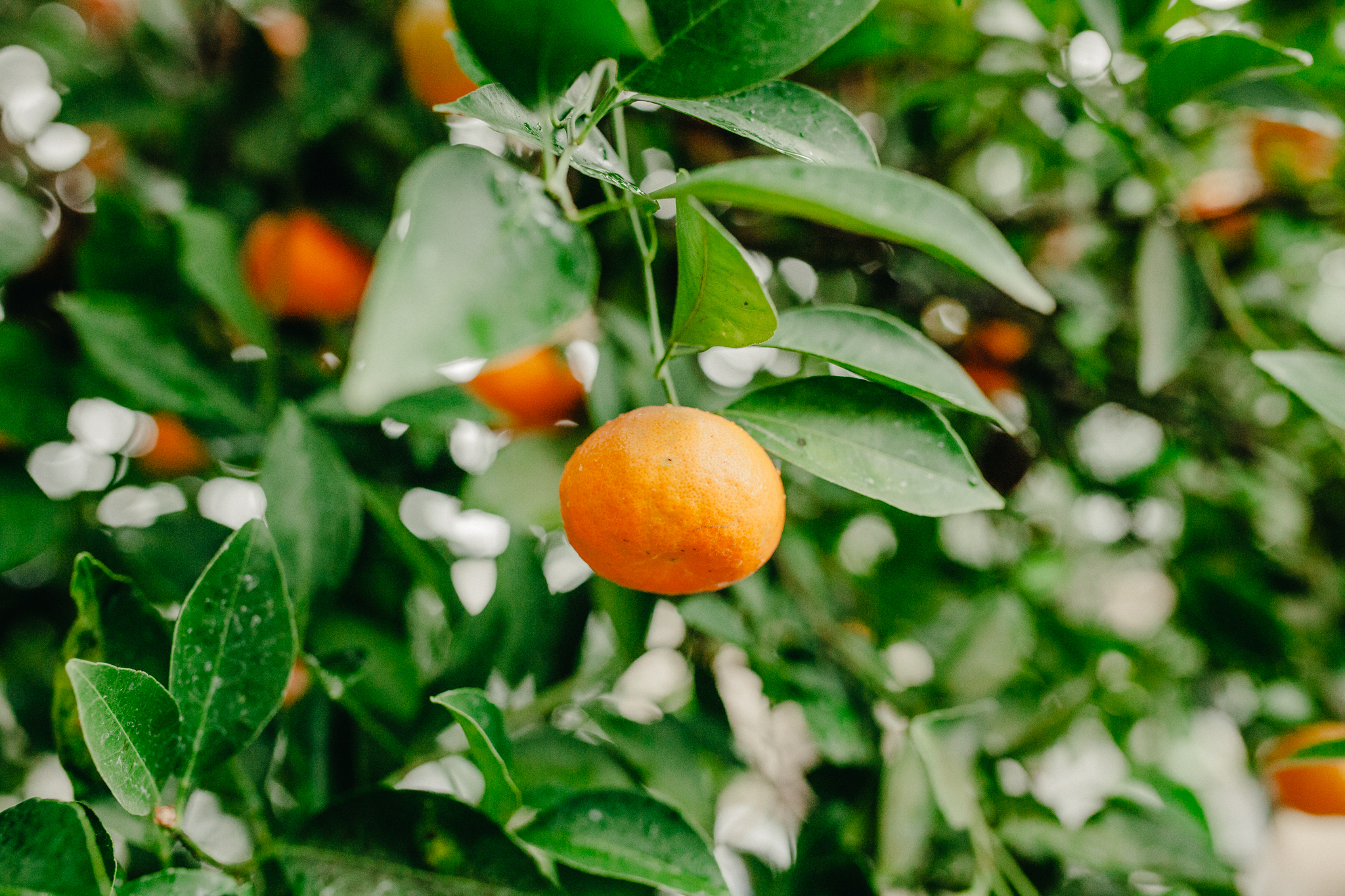 Fresh oranges outside our Airbnb in Koreatown.