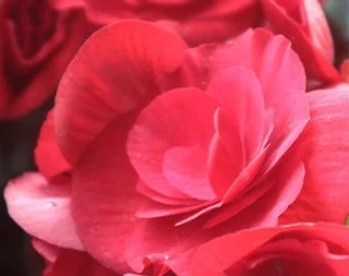 flowers.jpg