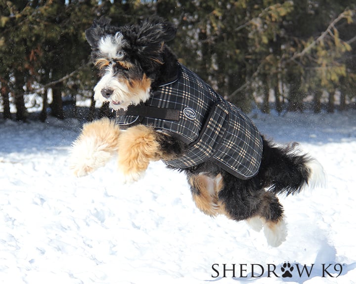 Ing A Coat For Your Dog, Shedrow K9 Glacier Dog Coat Canada