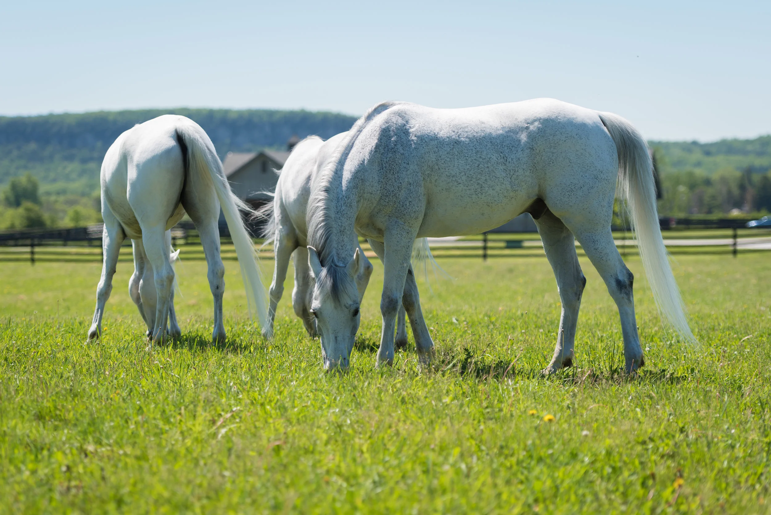 Baden-Württemberg Origins Care and Why They are Special