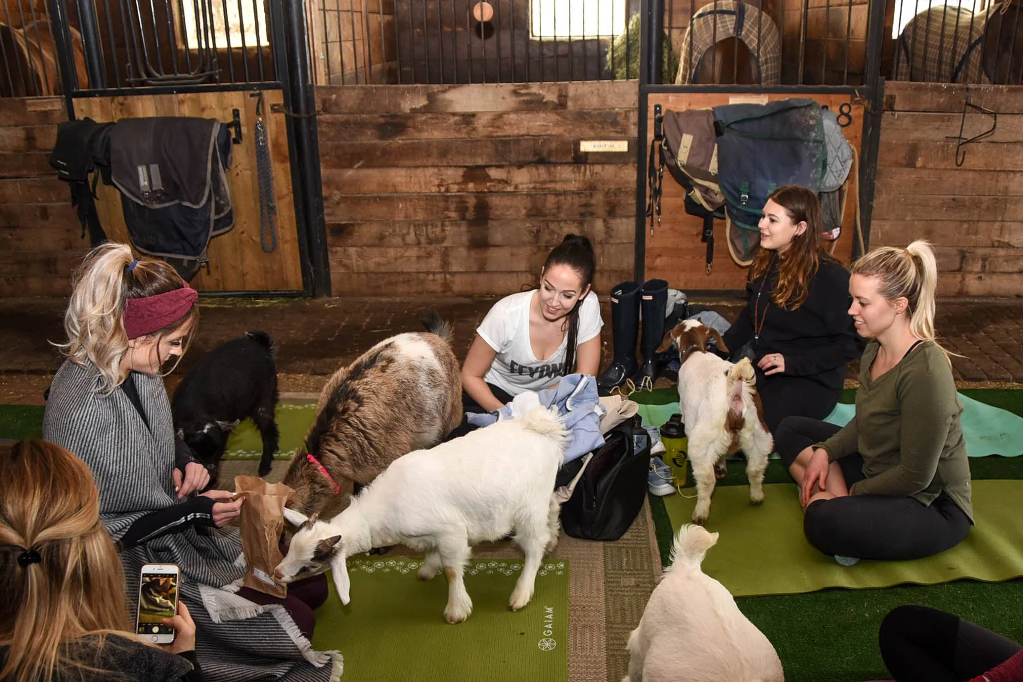 Goat yoga photo credit cjkphotography