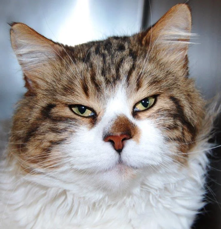 Modern Mississauga presents Ask The City - How can I foster a pet for a short time period?