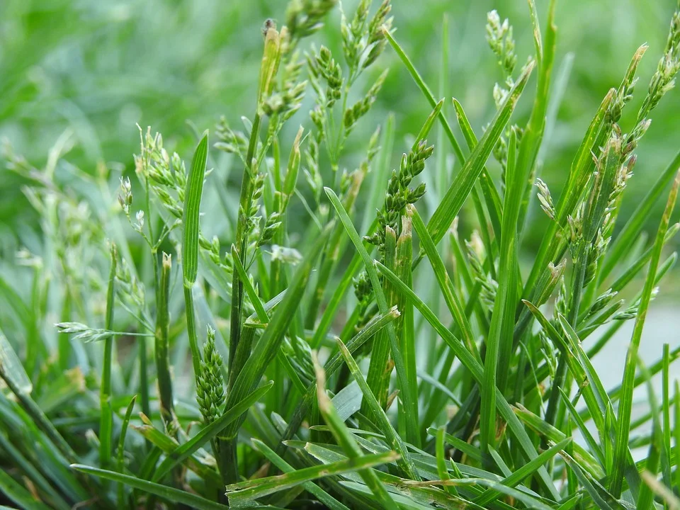 Modern Mississauga presents Ask The City - Property Standards for my neighbours property