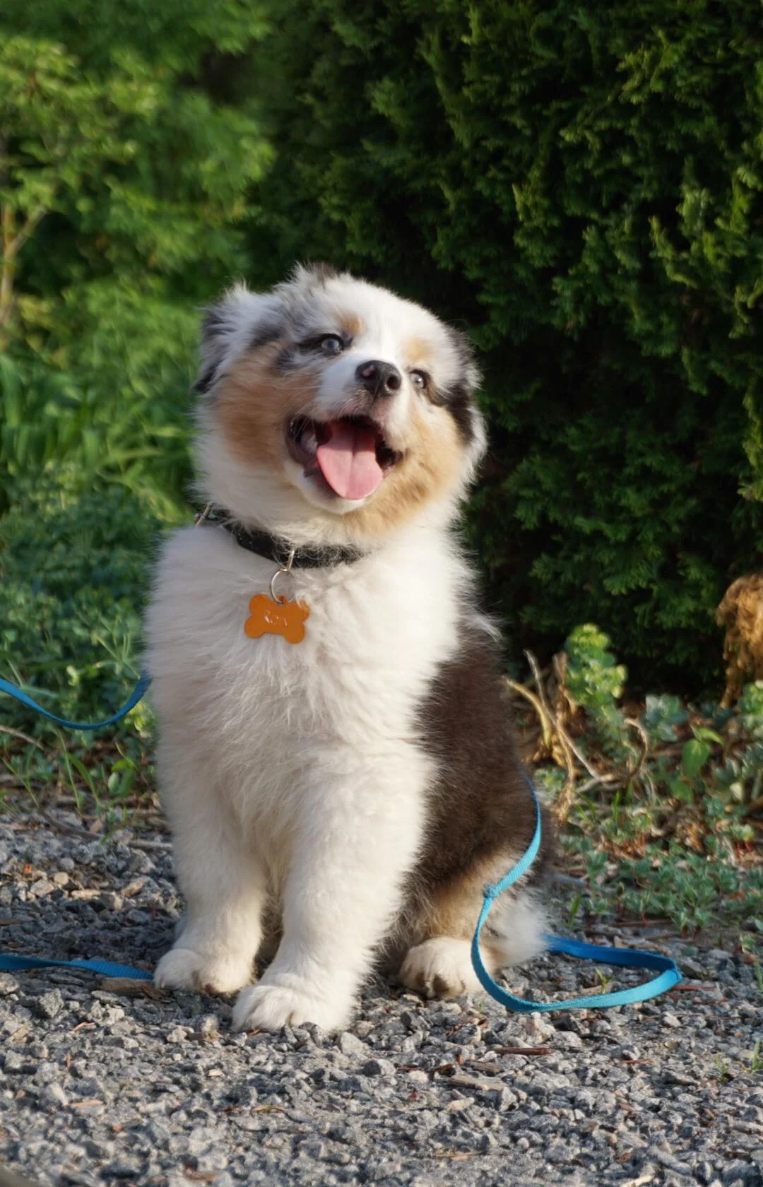 Modern Mississauga presents Ask The City - If my dog and cat are both microchipped, do I have to get them a pet licence every year?