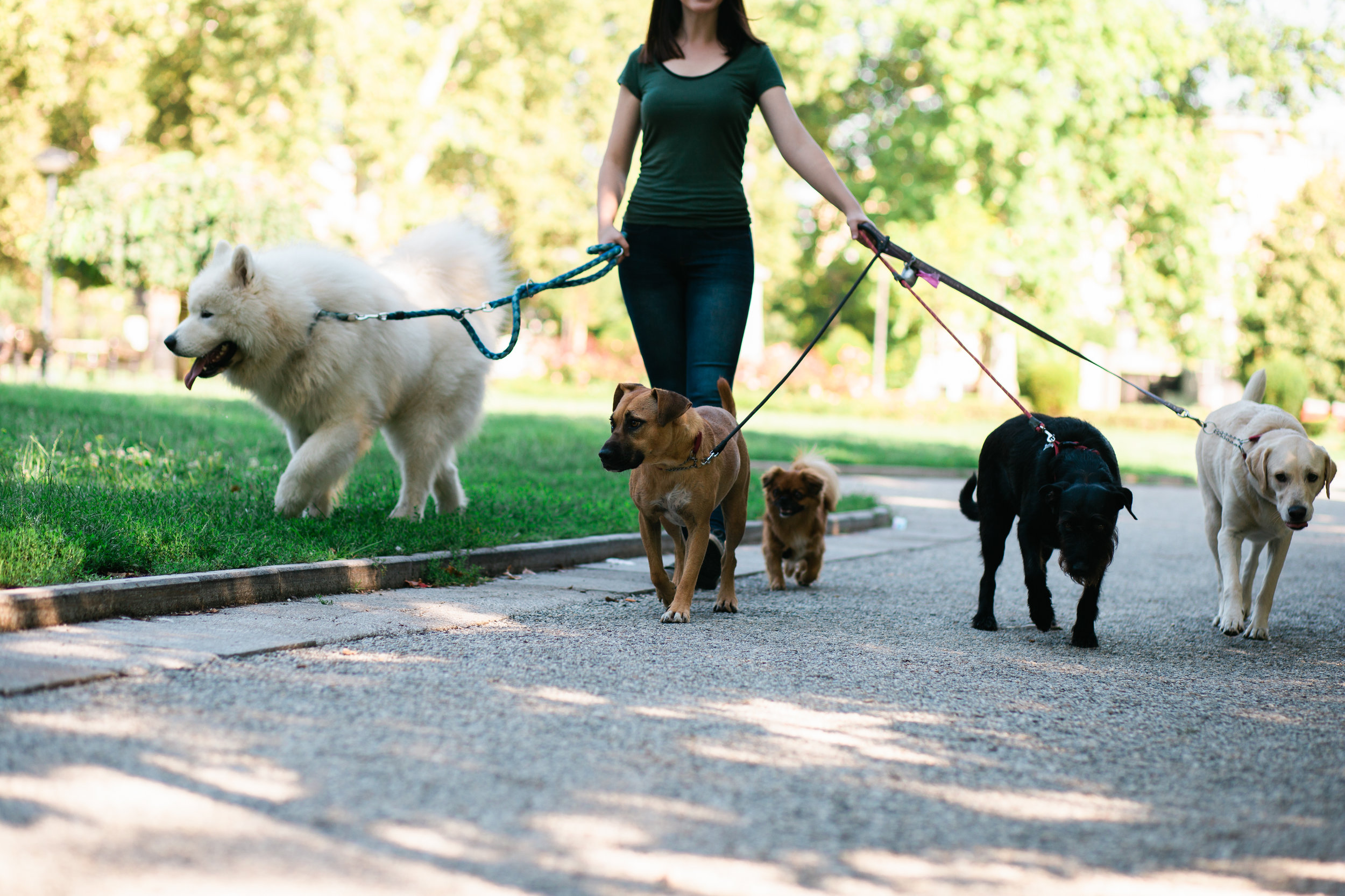 Modern Mississauga presents Ask The City - If I’m walking three dogs, do I need a dog walker permit?