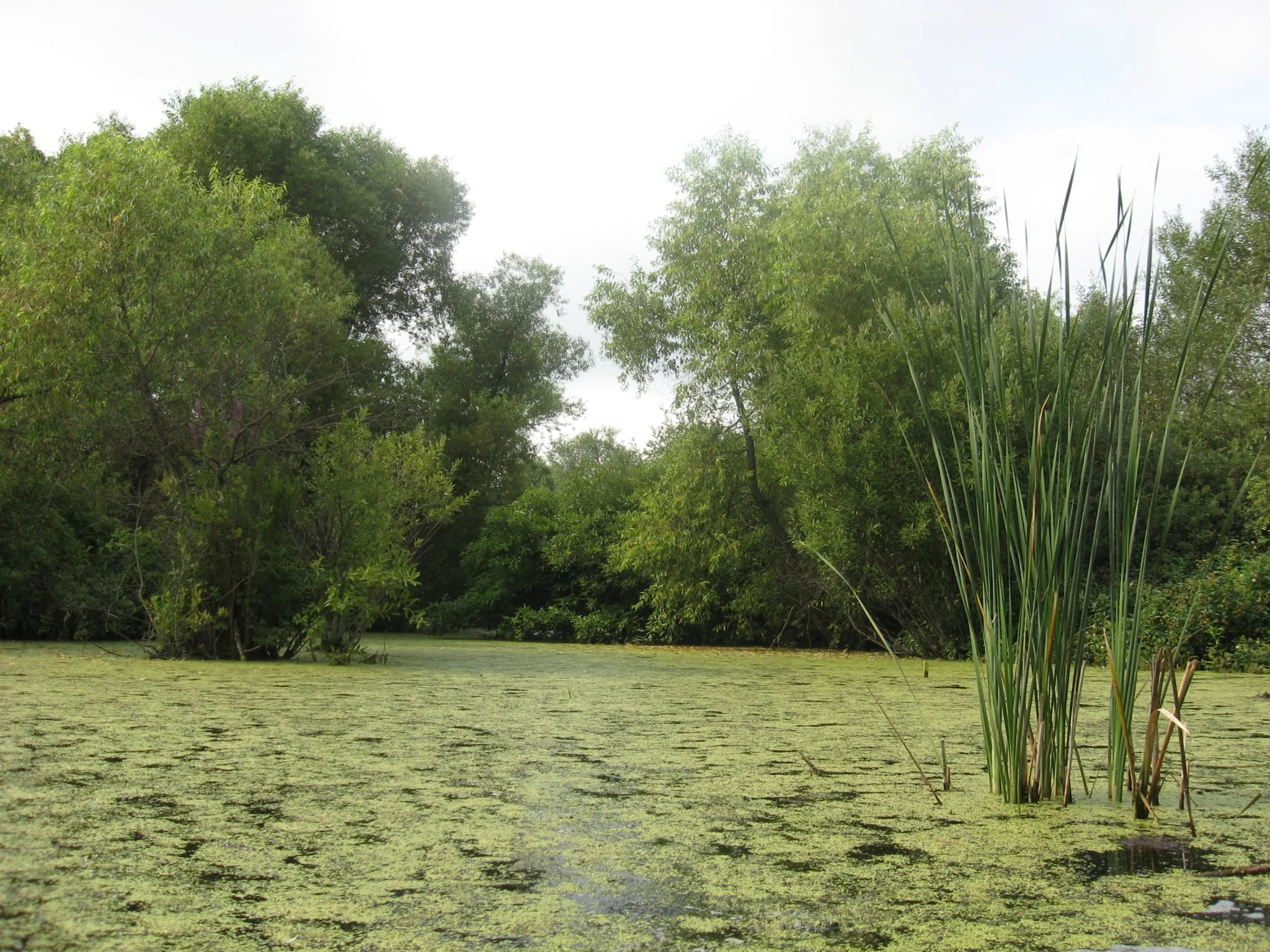Creditview Wetland.jpg