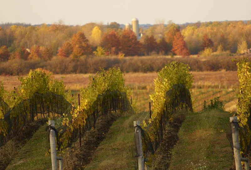 Wineries of Niagara On The Lake Modern Mississauga Media.jpg
