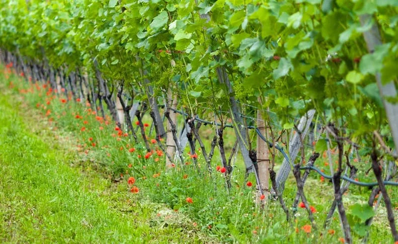 What’s in a Name? Defining Organic, Biodynamic and Natural Wines