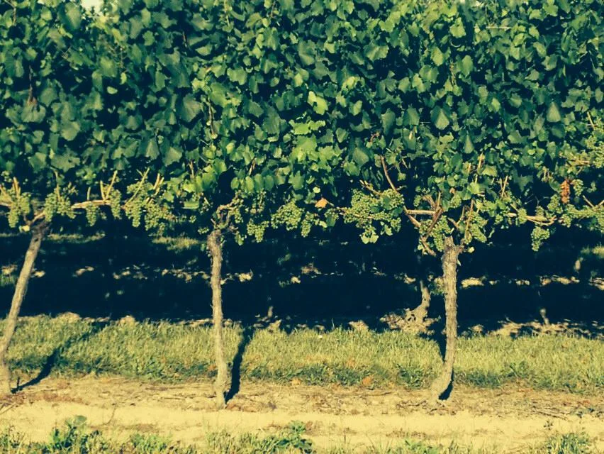vines close up.jpg