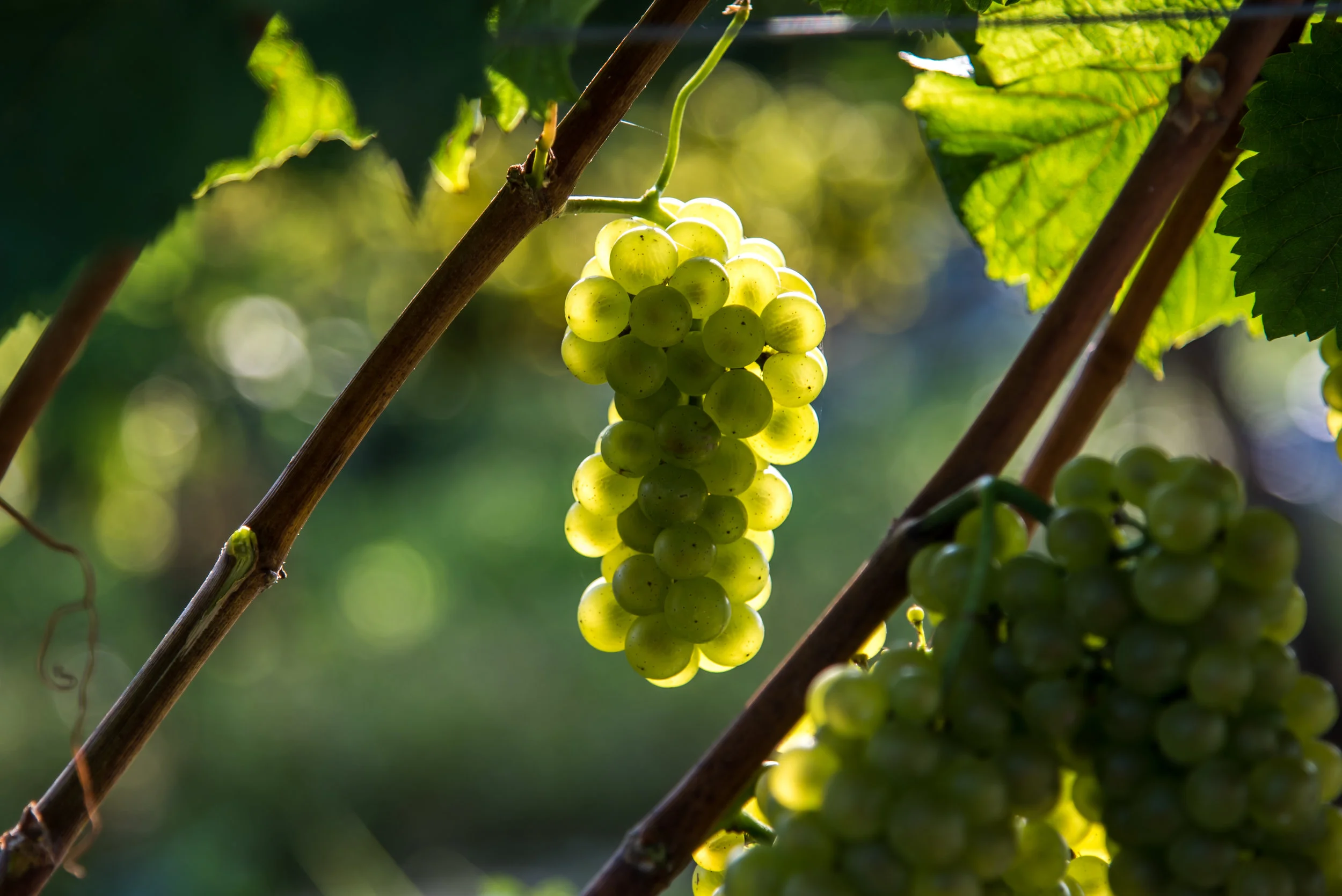 IMAGE 2_Chardonnay grapes.jpg