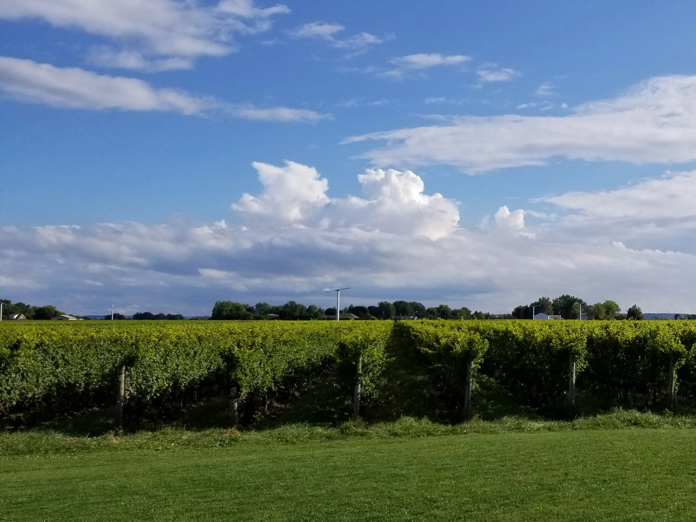 IMAGE 4_Vineyard.jpg