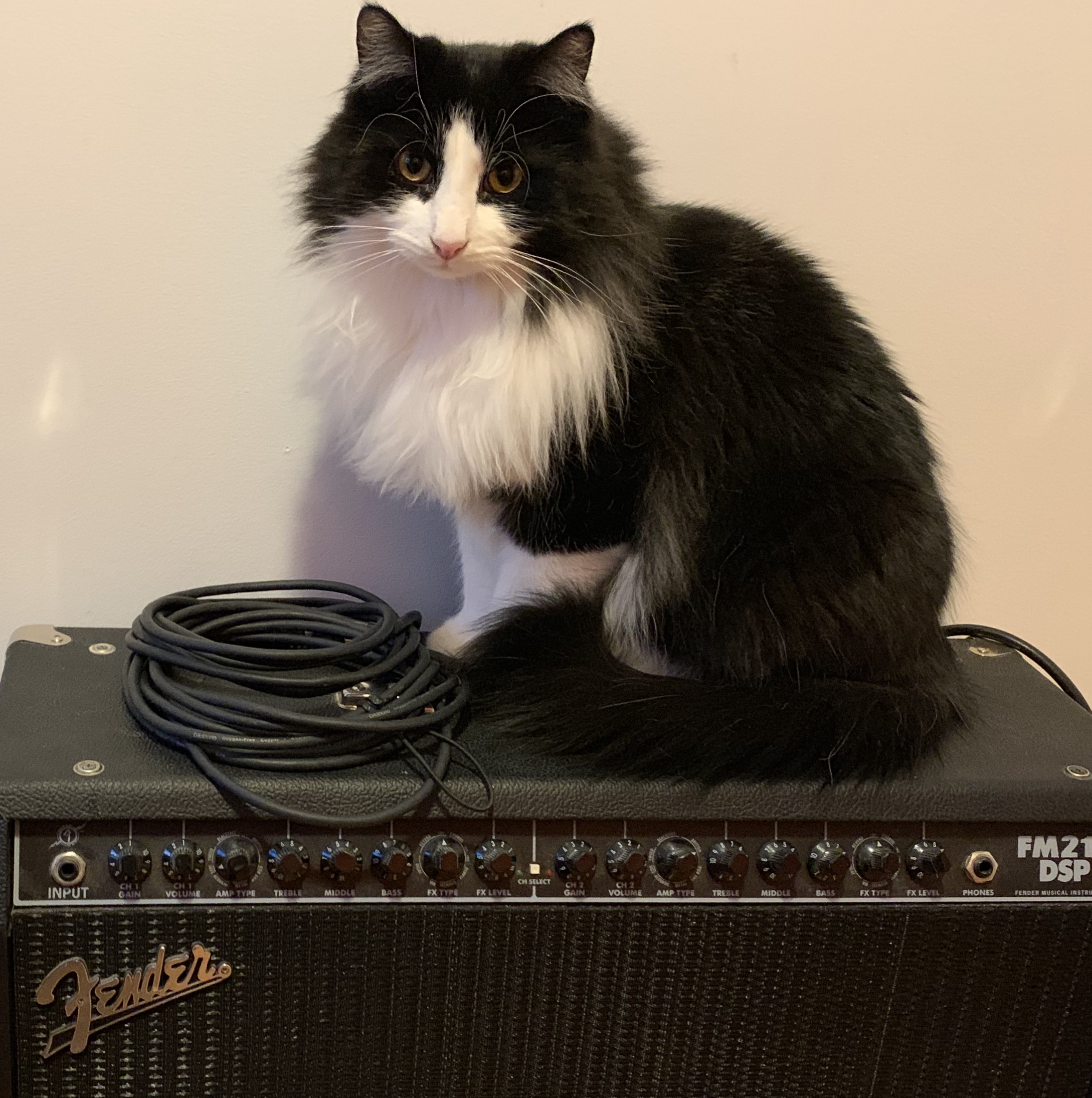 Modern Mississauga presents Ask The City - With it being tick season in Mississauga, what are some things I can do to protect myself and my pets? 