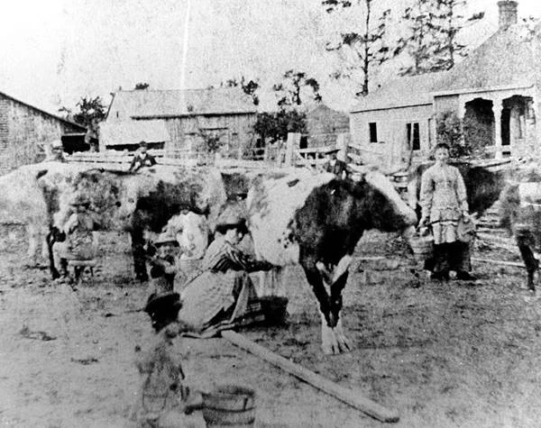 From the Price Farm, in what is now the Mississauga Valleys, c1900.jpg