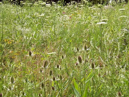 wildflowers-17921__340.jpg