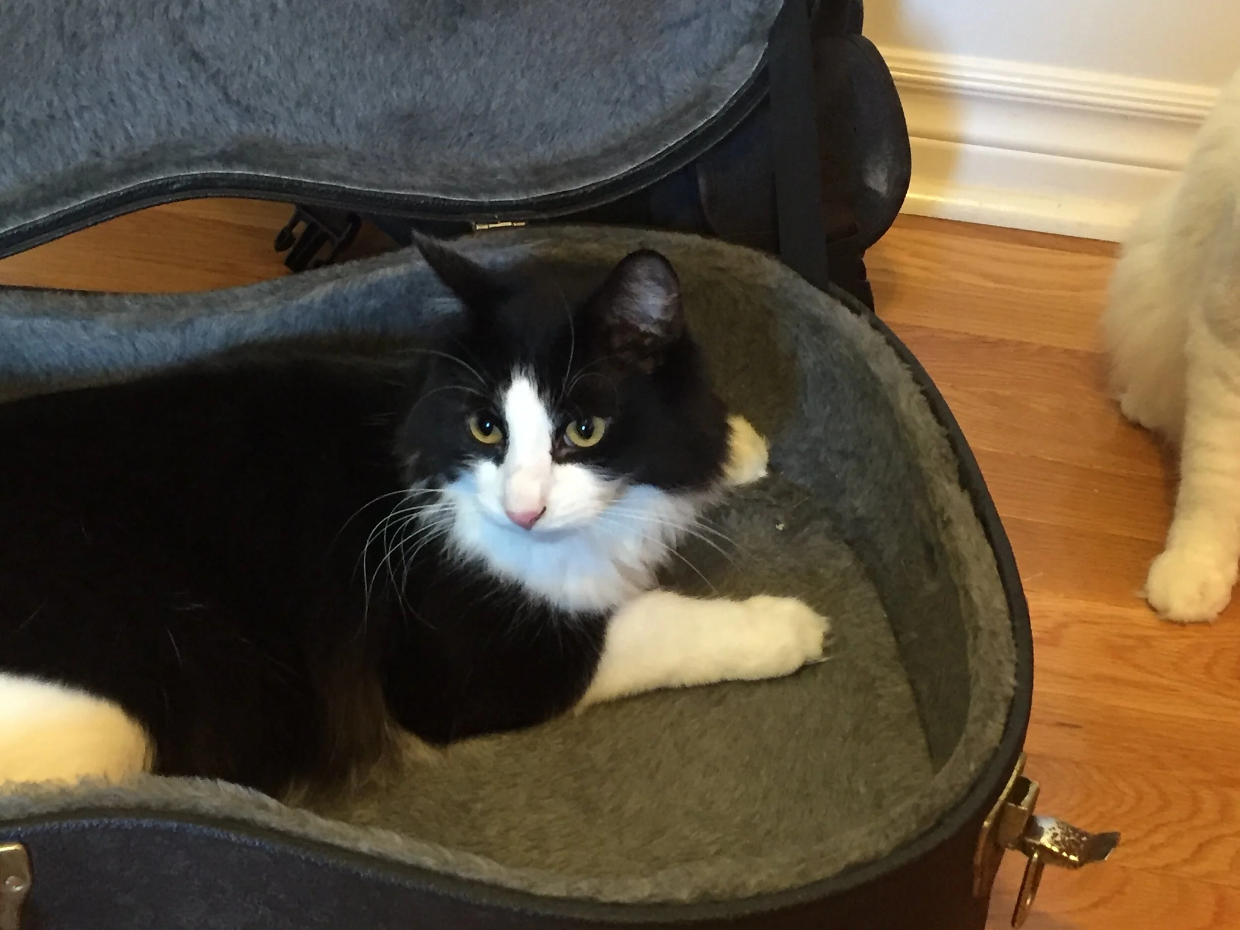 Modern Mississauga presents Ask The City - What is the process to foster a pet in Mississauga? 