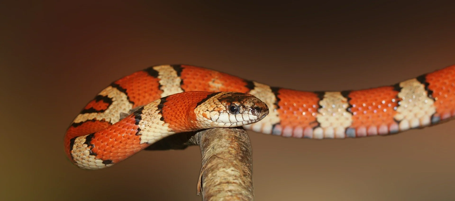 Snakebite Emergency Tips: First Minutes Matter