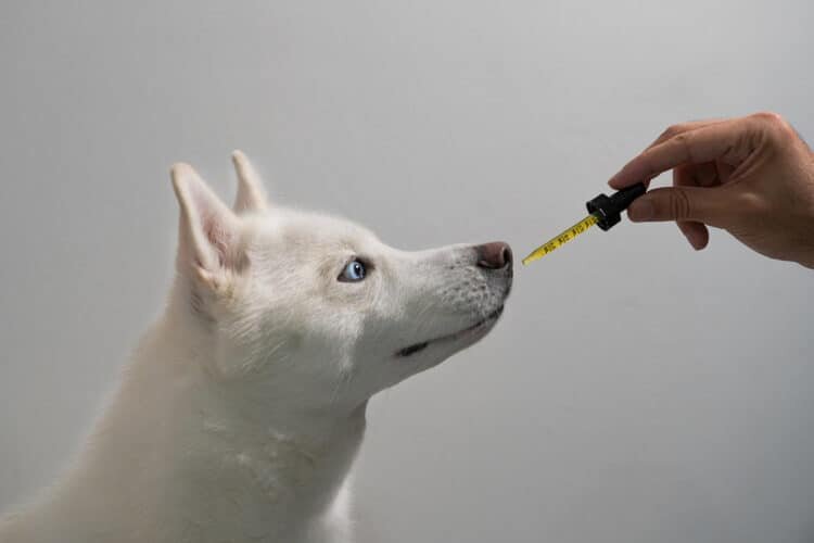 What Can CBD Oil be Used to Treat in Dogs?