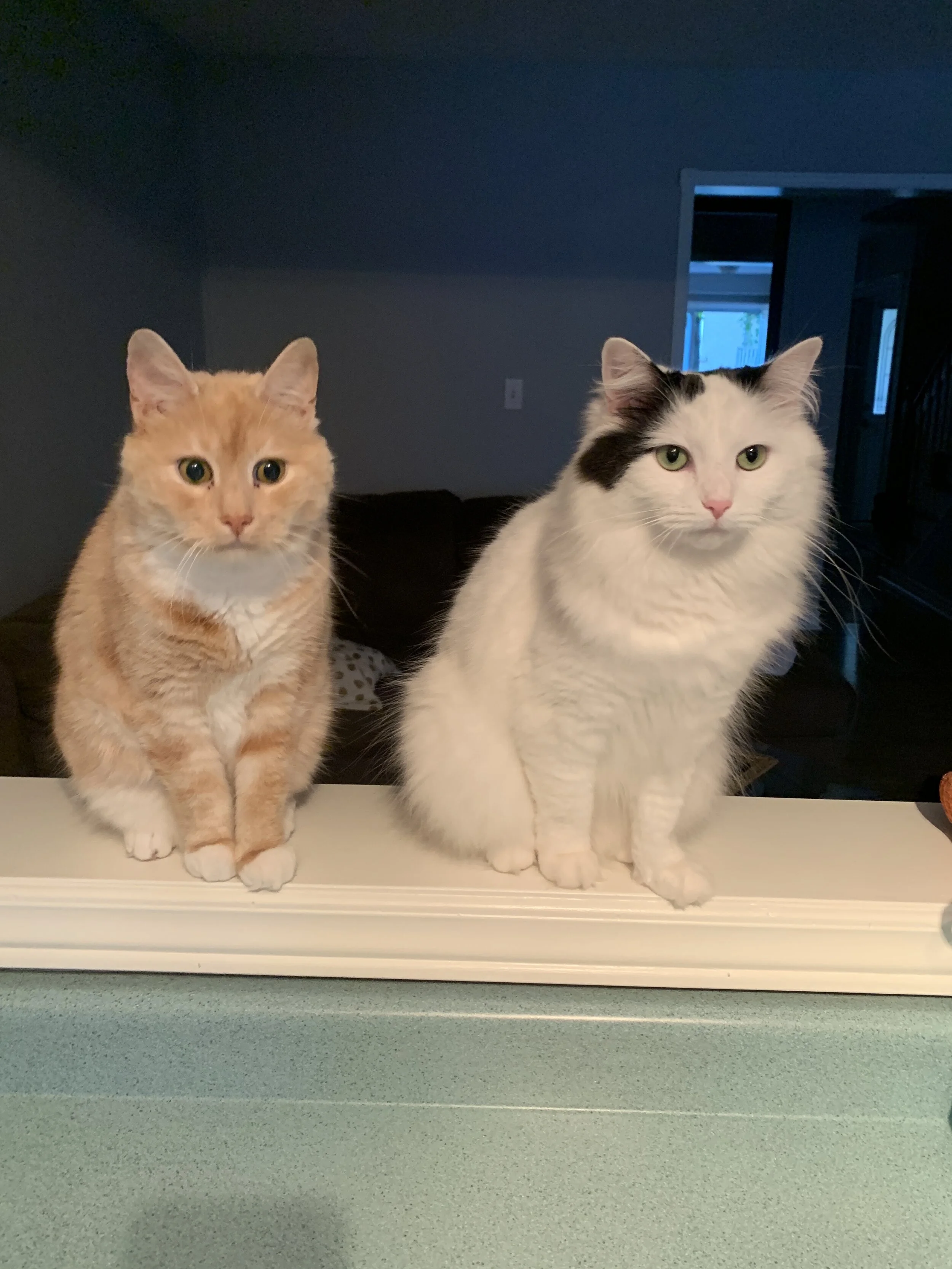 Modern Mississauga presents Ask The City - Why do I need to license my dog or cat? 