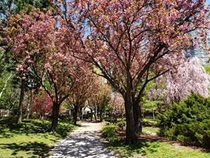  Livestream Cherry Blossom Watch in Mississauga Starts April 15th