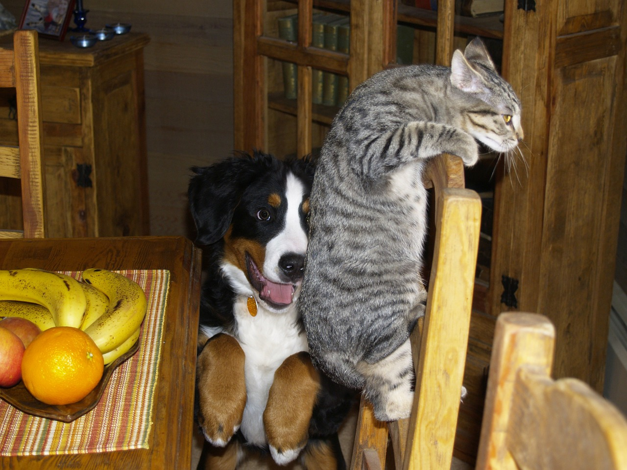 How to keep your house clean and hygienic if you have pets and kids