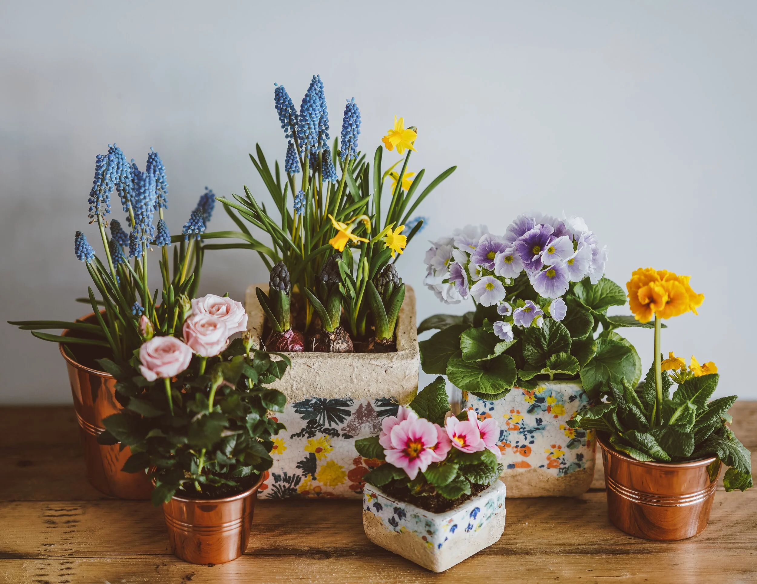 4 smart tips for how to care for your indoor plants