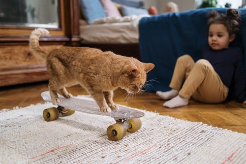 How to keep your house clean and organized with pets