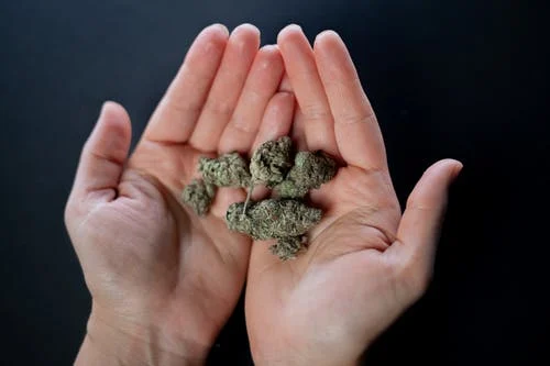 Tips On How To Buy The Top Quality Dried Hemp Flower
